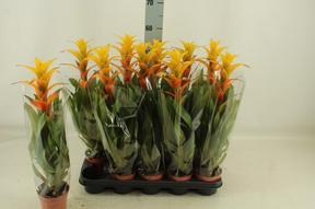 Guzmania Sunnytime