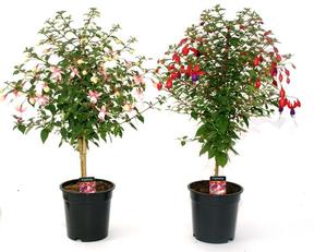 Fuchsia pyramida