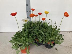 Papaver mix