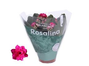 Kalanchoe Perfecta Purple