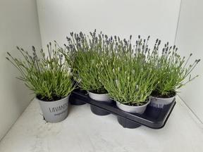 Lavandula angustifolia Essence Purple