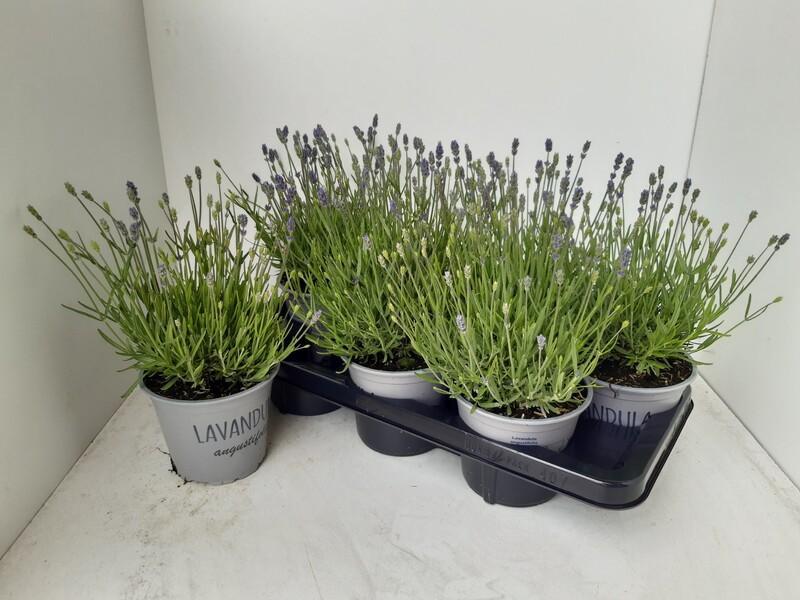 Lavandula angustifolia Essence Purple