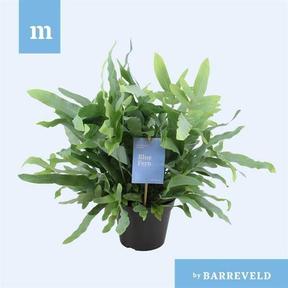 Phlebodium aureum Blue Star