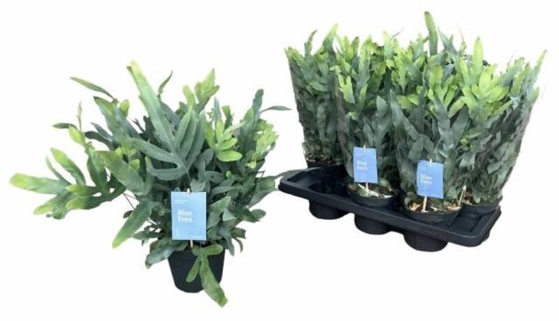 Phlebodium aureum Blue Star