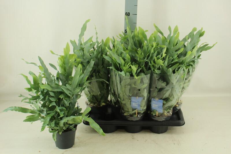 Phlebodium aureum Blue Star