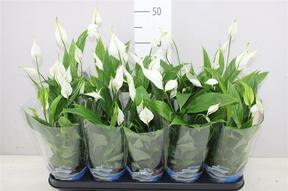 Spathiphyllum Korto