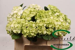 Hydrangea verdi mint green