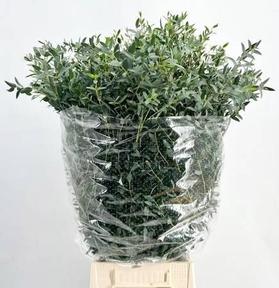 Zeleň - eucalyptus parvifolia per bos