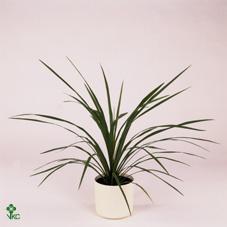 Cordyline australis Verde