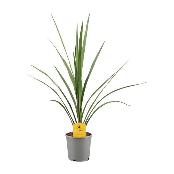 Cordyline australis Verde
