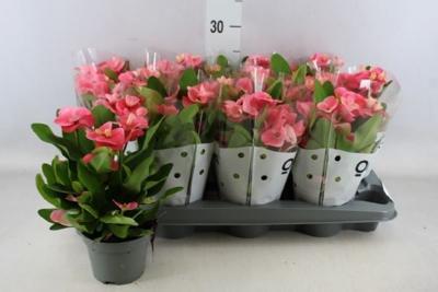 Euphorbia milii pink