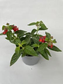 Lantana camara mix