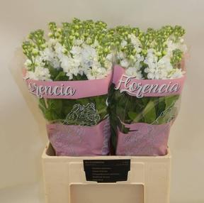 Matthiola aida white