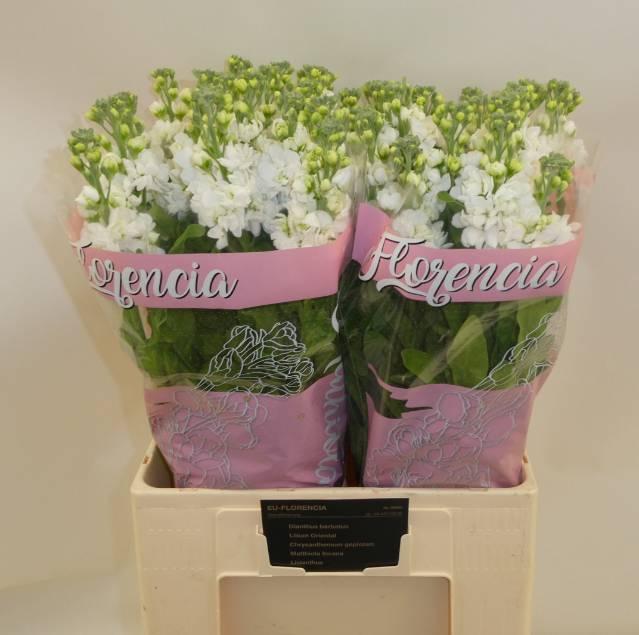 Matthiola aida white