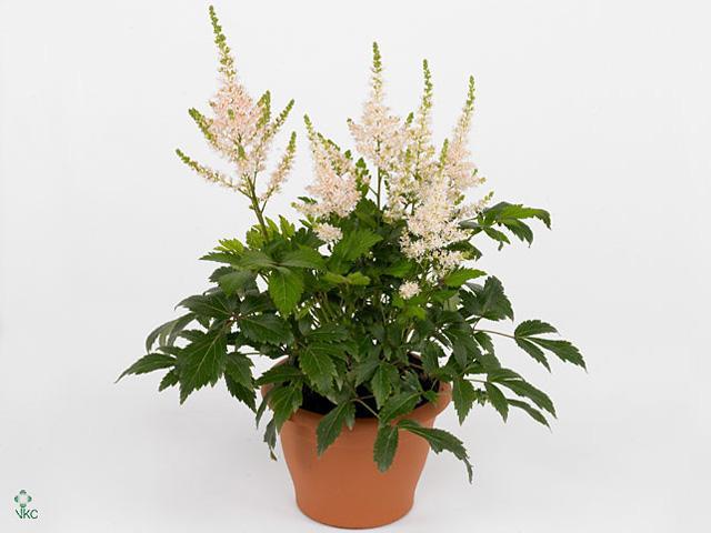 Astilbe mix