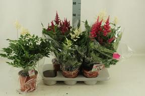 Astilbe mix