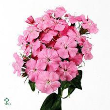 Dianthus barbathus barbarella rose