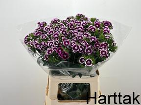 Dianthus barbathus bicolor