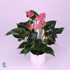 Anthurium Pink Champion