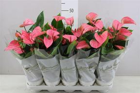 Anthurium Pink Champion