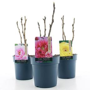Paeonia mix