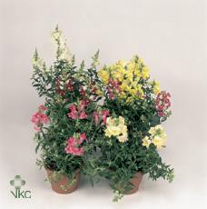 Antirrhinum majus mix