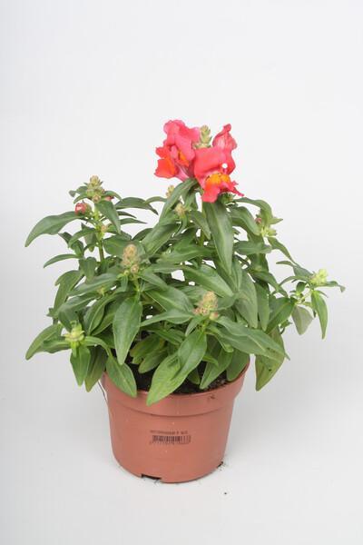 Antirrhinum majus mix