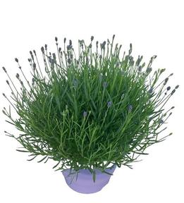 Lavandula angustifolia Hidcote