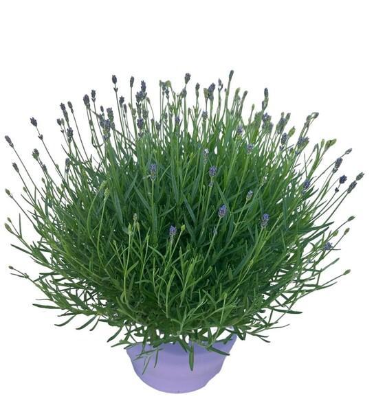 Lavandula angustifolia Hidcote