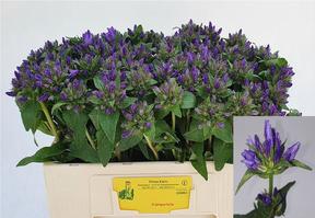 Campanula glom superba