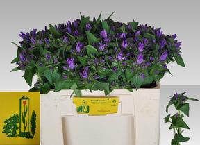 Campanula glom superba