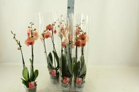 Phalaenopsis orange 2tak 18+