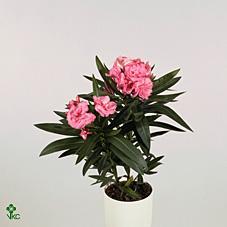 Nerium oleander mix