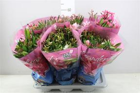 Nerium oleander mix