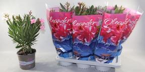 Nerium oleander mix