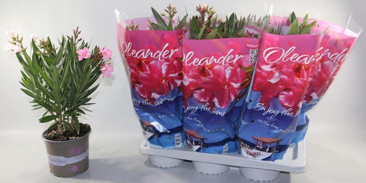 Nerium oleander mix