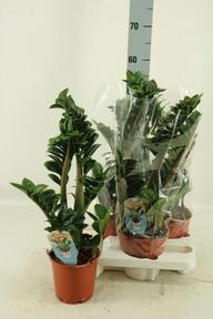 Zamioculcas Zenzi