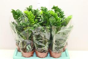 Zamioculcas Zenzi