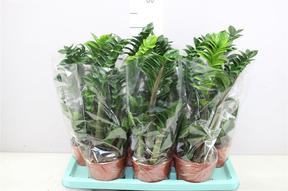 Zamioculcas Zenzi
