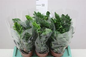 Zamioculcas Zenzi