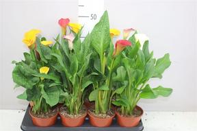 Zantedeschia mix 3 colors