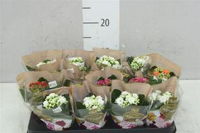 Kalanchoe Rosalina mix