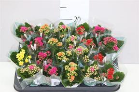 Kalanchoe Rosalina mix