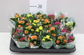 Kalanchoe Rosalina mix