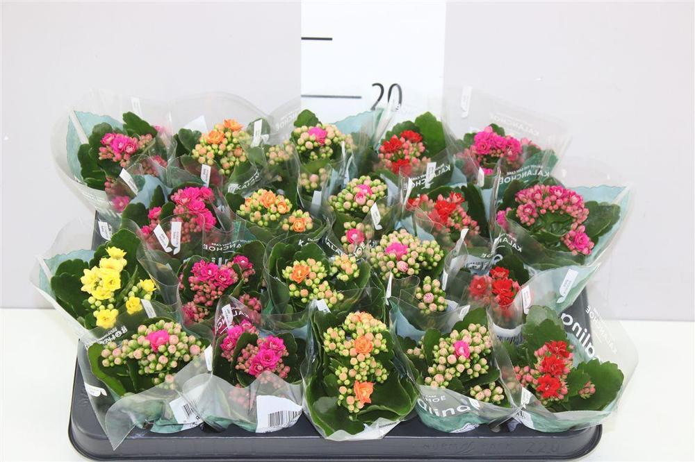 Kalanchoe Rosalina mix