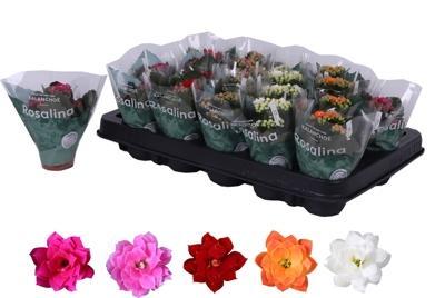 Kalanchoe Rosalina mix