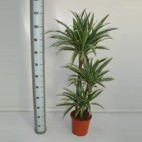 Dracaena fra. Warneckei 45-30-15