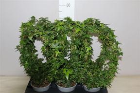 Hedera kruh