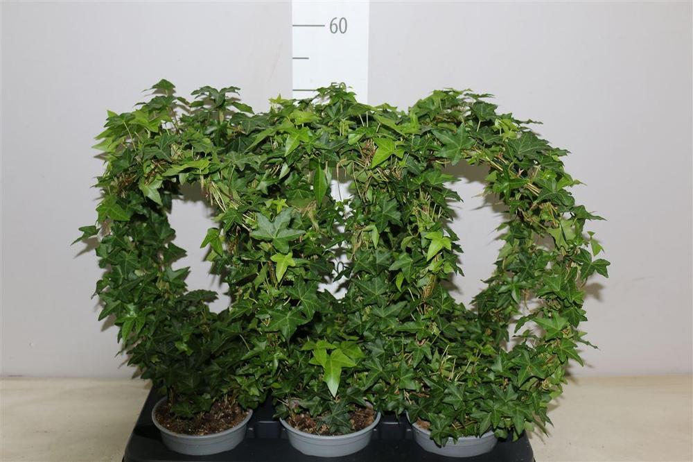 Hedera kruh
