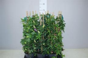 Passiflora pyramida mix